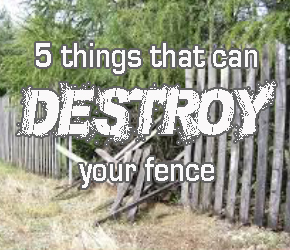 Watch out for these top fence killers